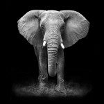 Elephant-on-dark-background