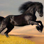 black_horse_5-wallpaper-1280×720