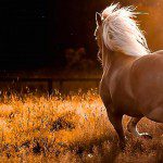 horses_12-wallpaper-1280×720