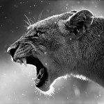 lioness_3-wallpaper-1280×960