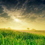 summer_field_in_the_morning-wallpaper-1280×800