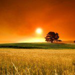 summer_sunset_2-wallpaper-1280×800