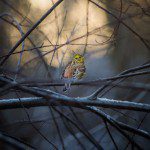 yellowhammer-wallpaper-1280×800